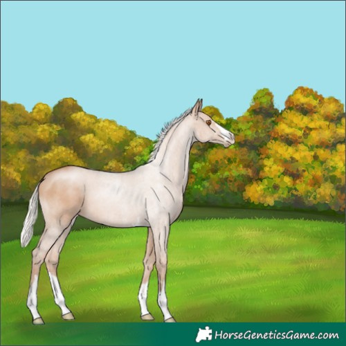 Horse Color:Silver Black Pearl 