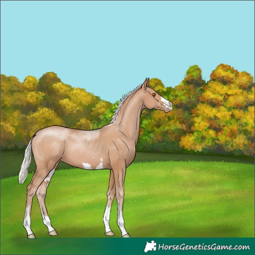 Horse Color:Silver Black Pearl 