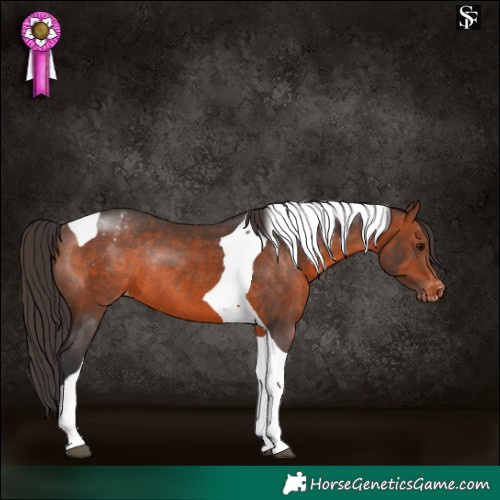 Horse Color:Brown Tobiano Appaloosa Rabicano 