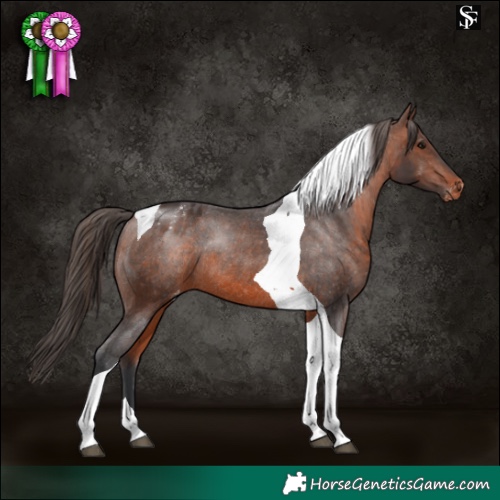 Horse Color:Brown Tobiano Blanket Rabicano 