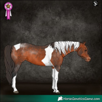 Horse Color:Brown Tobiano Appaloosa Rabicano 