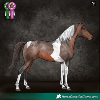 Horse Color:Brown Tobiano Blanket Rabicano 