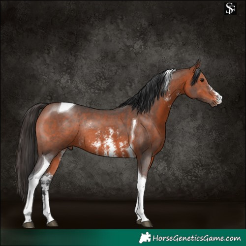 Horse Color:Bay Sabino Tobiano Rabicano 
