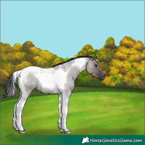 Horse Color:Grullo Roan Tobiano 