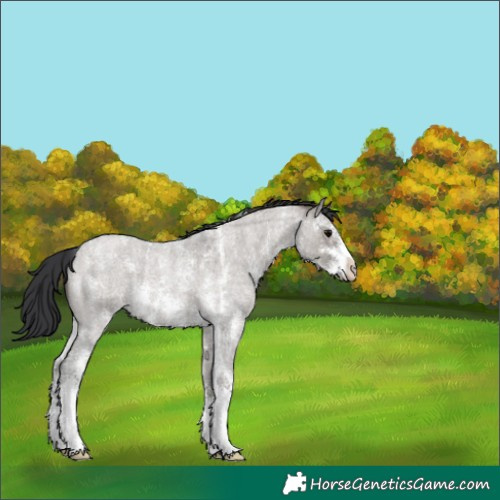 Horse Color:Grullo Roan Sabino 