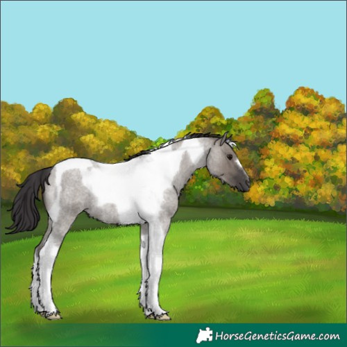 Horse Color:Smoky Grullo Roan Tobiano 