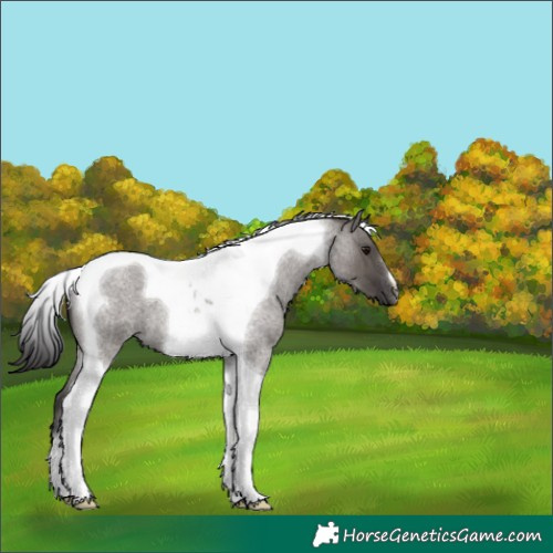 Horse Color:Smoky Grullo Roan Tobiano 