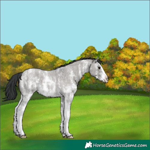 Horse Color:Grullo Roan Sabino 
