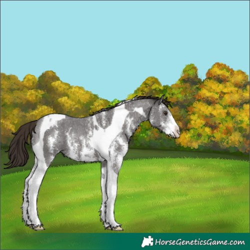 Horse Color:Liver Chestnut Sabino Tobiano 