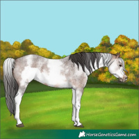 Horse Color:White Spotted Brown Roan Frame 