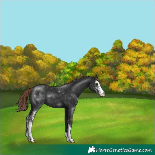 Horse Color:Liver Chestnut Sabino