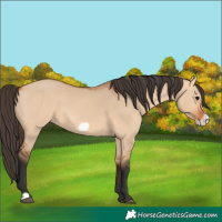 Horse Color:Bay Dun Frame 