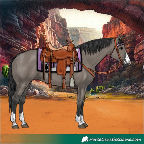 Horse Color:Grullo 