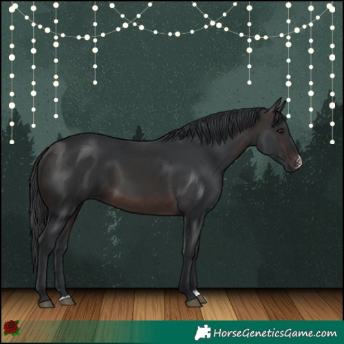 Horse Color:Brown Sabino Rabicano 