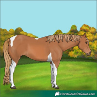 Horse Color:Chestnut Tobiano