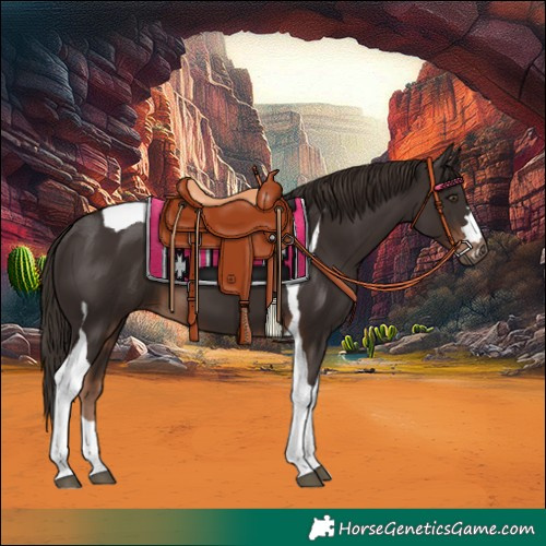 Horse Color:Liver Chestnut Tobiano 