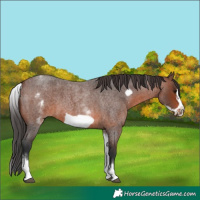 Horse Color:White Spotted Brown Roan Frame