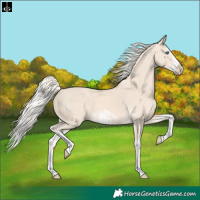 Horse Color:Cremello Splash  and Cremello Splash Frame 