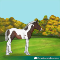 Horse Color:Silver Brown Tobiano Rabicano 