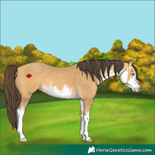 Horse Color:White Spotted Amber Cream Champagne 