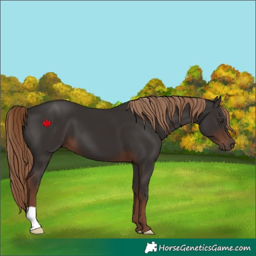 Horse Color:Liver Chestnut 