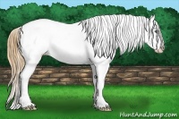 Horse Color:White Spotted Bay Splash Varnish 