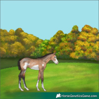 Horse Color:Bay Dun Sabino Frame Rabicano