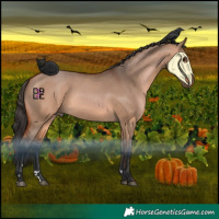 Horse Color:Bay Dun 