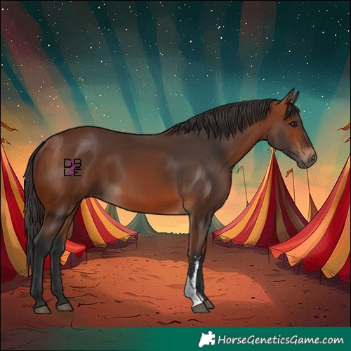 Horse Color:Bay Sabino 