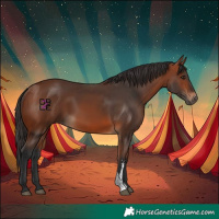 Horse Color:Bay Sabino 