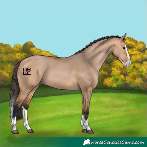 Horse Color:Bay Dun Splash 