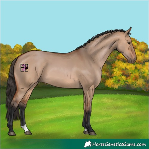 Horse Color:Bay Dun 