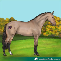 Horse Color:Bay Dun