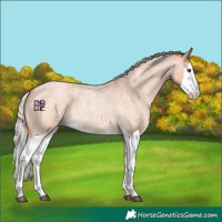 Horse Color:Silver Bay Roan Dun Splash 