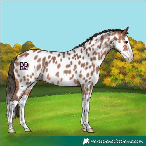 Horse Color:Bay Splash Near Leopard