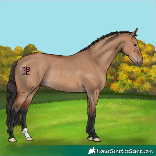 Horse Color:Bay Dun Rabicano
