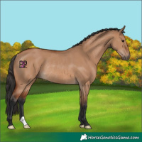 Horse Color:Bay Dun Rabicano 