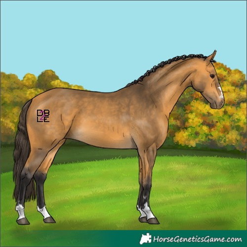 Horse Color:Buckskin 