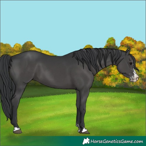 Horse Color:Black Sabino 