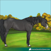 Horse Color:Black Sabino