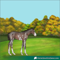 Horse Color:Liver Chestnut Sabino Rabicano