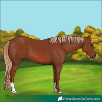 Horse Color:Chestnut 