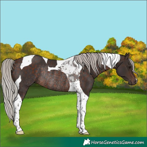 Horse Color:Silver Brown Tobiano Rabicano 