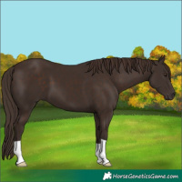 Horse Color:Liver Chestnut 