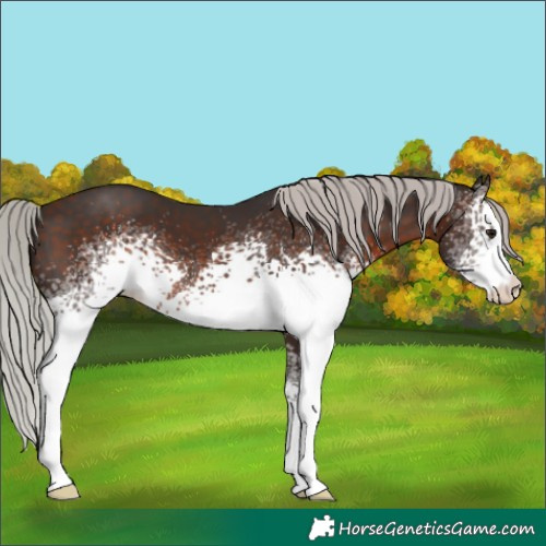 Horse Color:White Spotted Silver Brown 