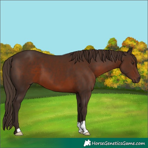 Horse Color:Liver Chestnut 