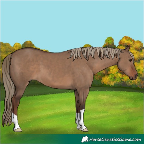 Horse Color:Liver Red Dun 