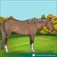 Horse Color:Liver Red Dun 