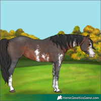 Horse Color:Brown Sabino