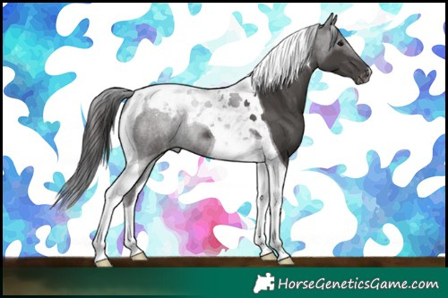 Horse Color:Smoky Black Tobiano Appaloosa 